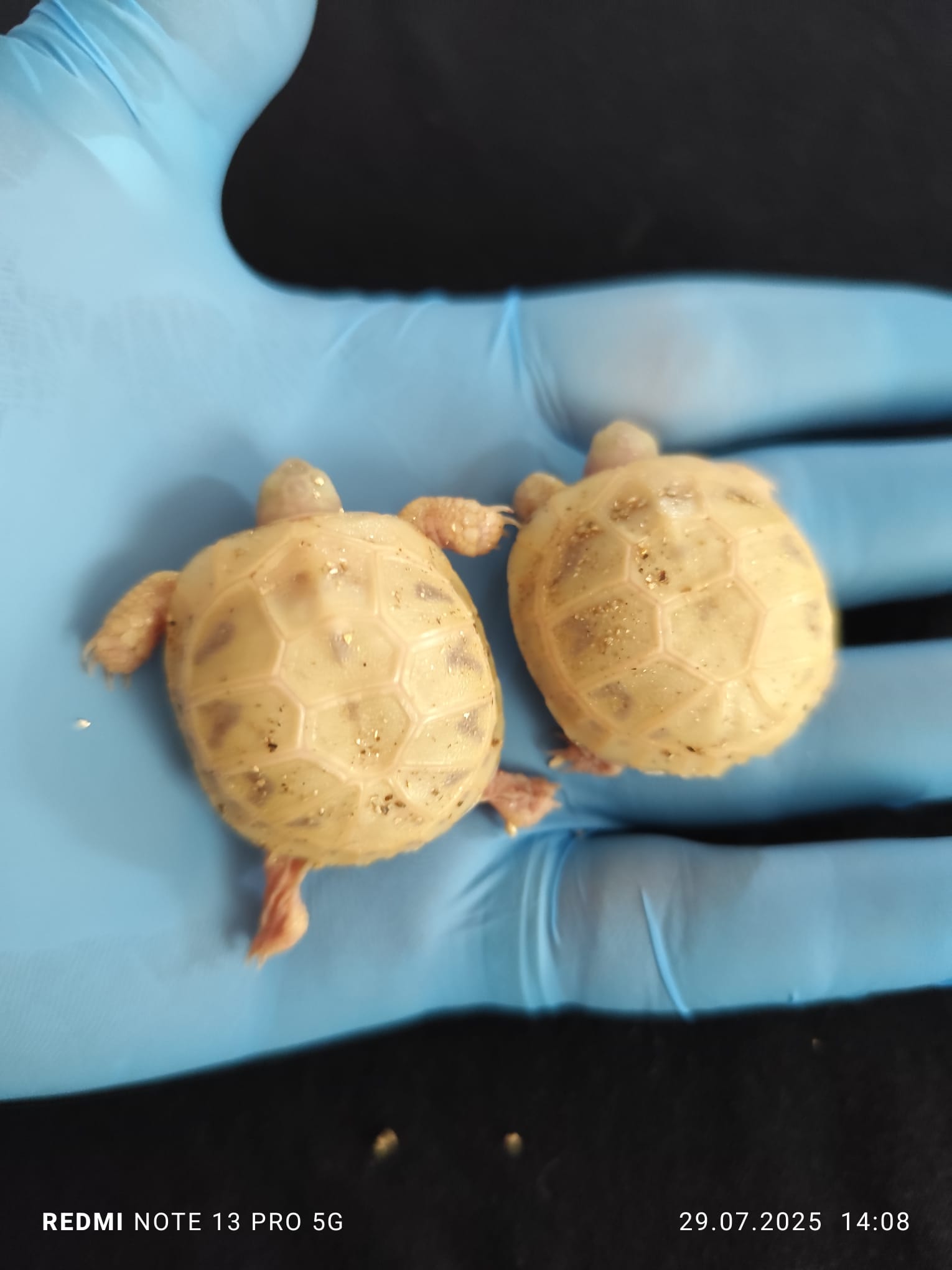 Leucistic Testudo Hermanni tortoises 