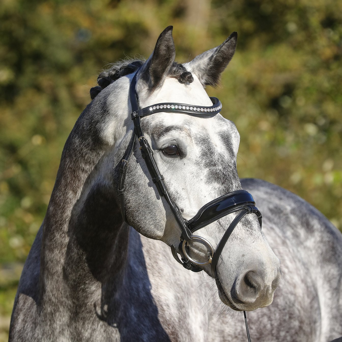 DRESSAGE BRIDLE - AT01